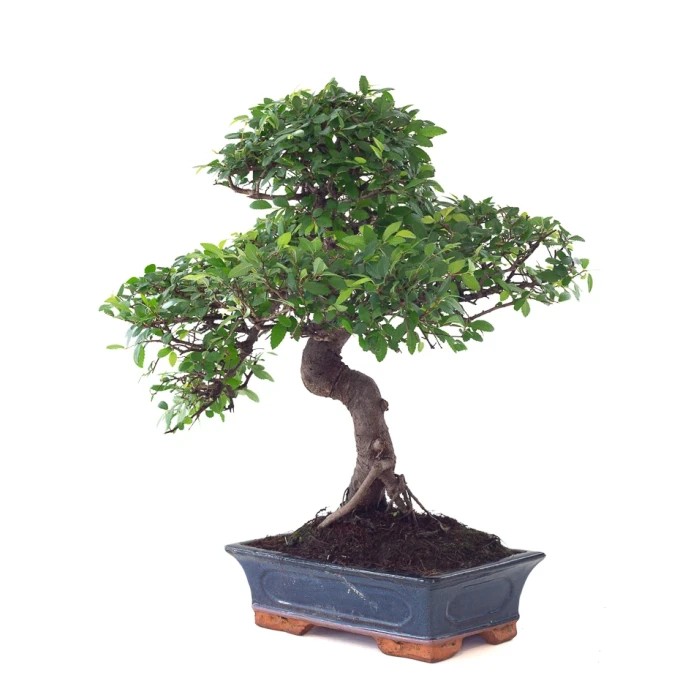Achat Bonsai Orme de Chine Ulmus Parvifolia 25 ans 55 cm Sankaly Bonsai