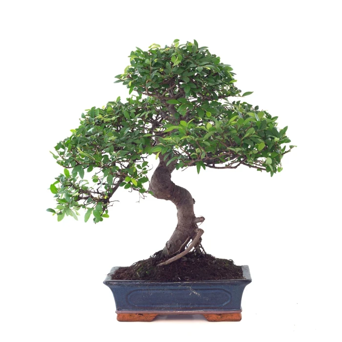 Acheter Bonsai Orme de Chine Ulmus Parvifolia 25 ans 55 cm Sankaly Bonsai