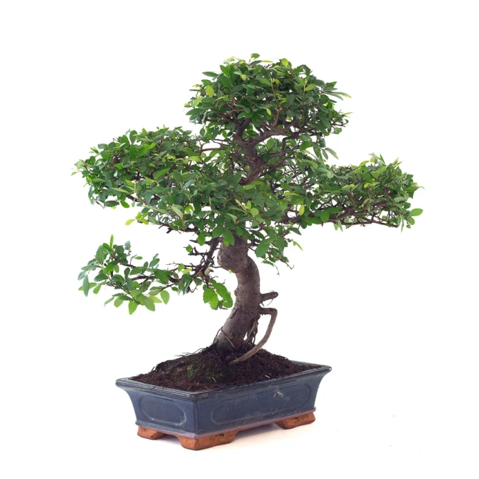 Vente en ligne de Bonsai Orme de Chine Ulmus Parvifolia 25 ans 55 cm Sankaly Bonsai