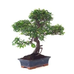 Vente en ligne de Bonsai Orme de Chine Ulmus Parvifolia 25 ans 55 cm Sankaly Bonsai
