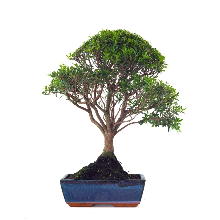 Vente de Bonsai Myrte 53 cm Sankaly Bonsai MYR261001MB