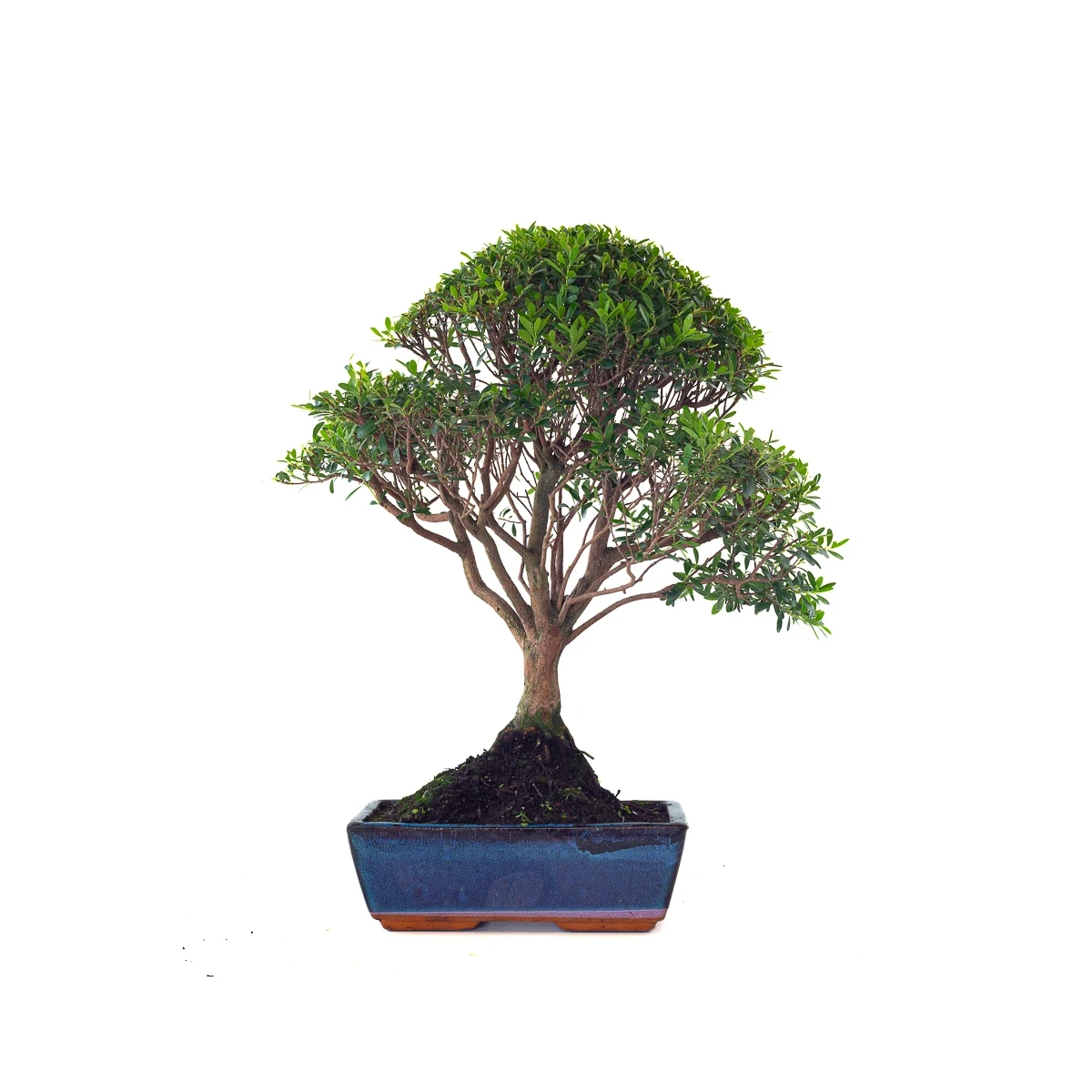 Vente de Bonsai Myrte 53 cm Sankaly Bonsai MYR261001MB