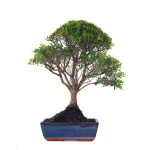 Vente de Bonsai Myrte 53 cm Sankaly Bonsai MYR261001MB