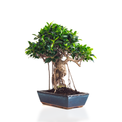 Achat Bonsai Ficus Retusa 50 cm Sankaly Bonsai