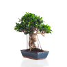 Achat Bonsai Ficus Retusa 50 cm Sankaly Bonsai