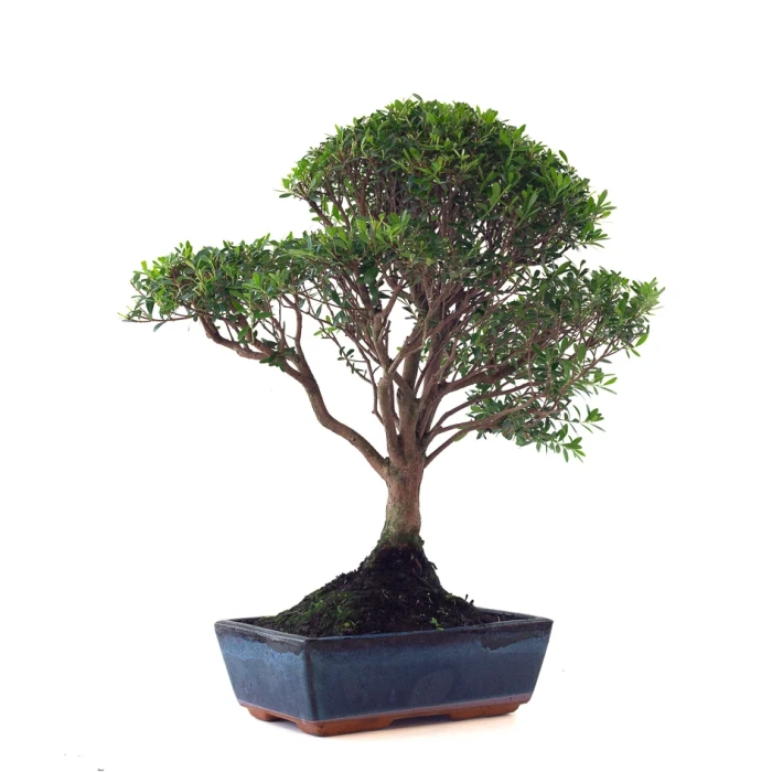 Achat Bonsai Myrte 53 cm Sankaly Bonsai MYR261001MB