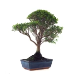 Achat Bonsai Myrte 53 cm Sankaly Bonsai MYR261001MB