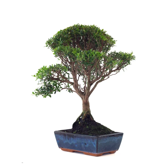 Acheter Bonsai Myrte 53 cm Sankaly Bonsai MYR261001MB