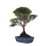 Acheter Bonsai Myrte 53 cm Sankaly Bonsai MYR261001MB