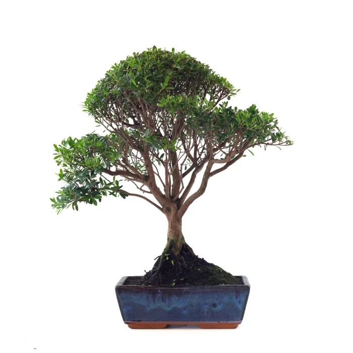 Vente en ligne de Bonsai Myrte 53 cm Sankaly Bonsai MYR261001MB