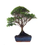 Vente en ligne de Bonsai Myrte 53 cm Sankaly Bonsai MYR261001MB