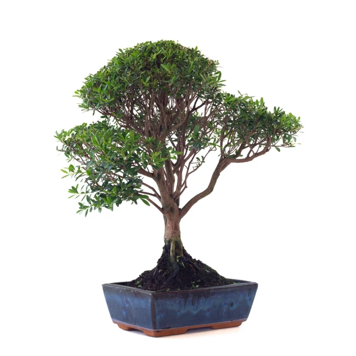 Acheter en ligne Bonsai Myrte 53 cm Sankaly Bonsai MYR261001MB