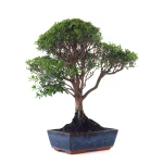 Acheter en ligne Bonsai Myrte 53 cm Sankaly Bonsai MYR261001MB