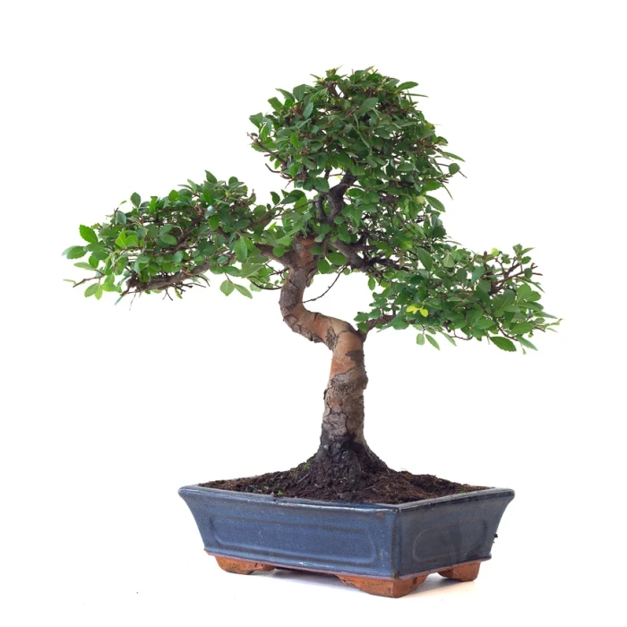 Fiche de culture Bonsai ORME DE CHINE