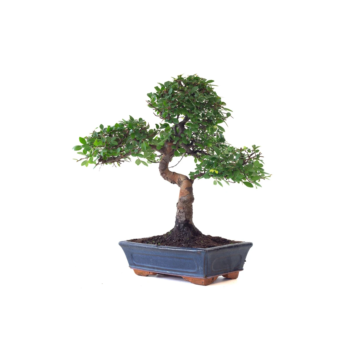 Vente Bonsai Orme de Chine 53 cm Sankaly Bonsai ORM261002MB