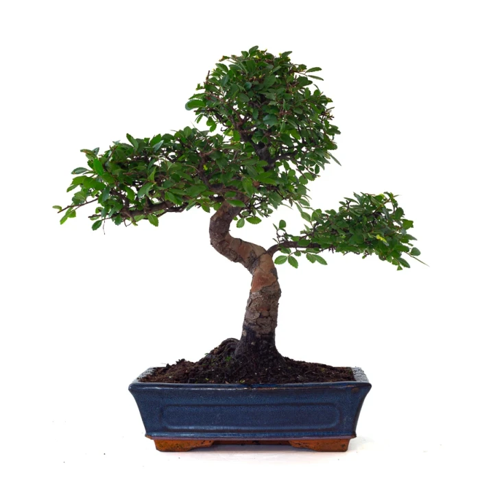 Achat Bonsai Orme de Chine 53 cm Sankaly Bonsai ORM261002MB