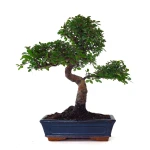 Achat Bonsai Orme de Chine 53 cm Sankaly Bonsai ORM261002MB