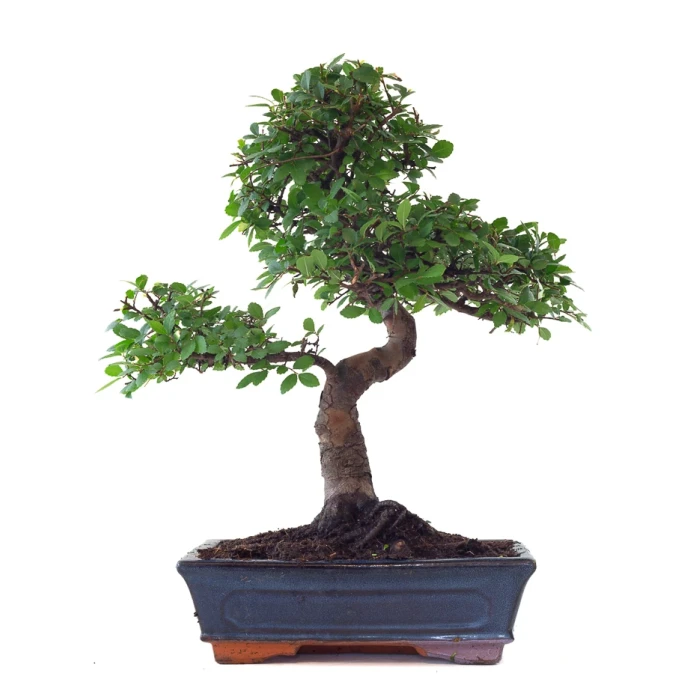 Acheter Bonsai Orme de Chine 53 cm Sankaly Bonsai ORM261002MB