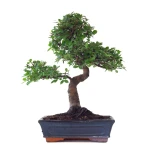 Acheter Bonsai Orme de Chine 53 cm Sankaly Bonsai ORM261002MB