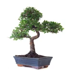 Acheter en ligne Bonsai Orme de Chine 53 cm Sankaly Bonsai ORM261002MB