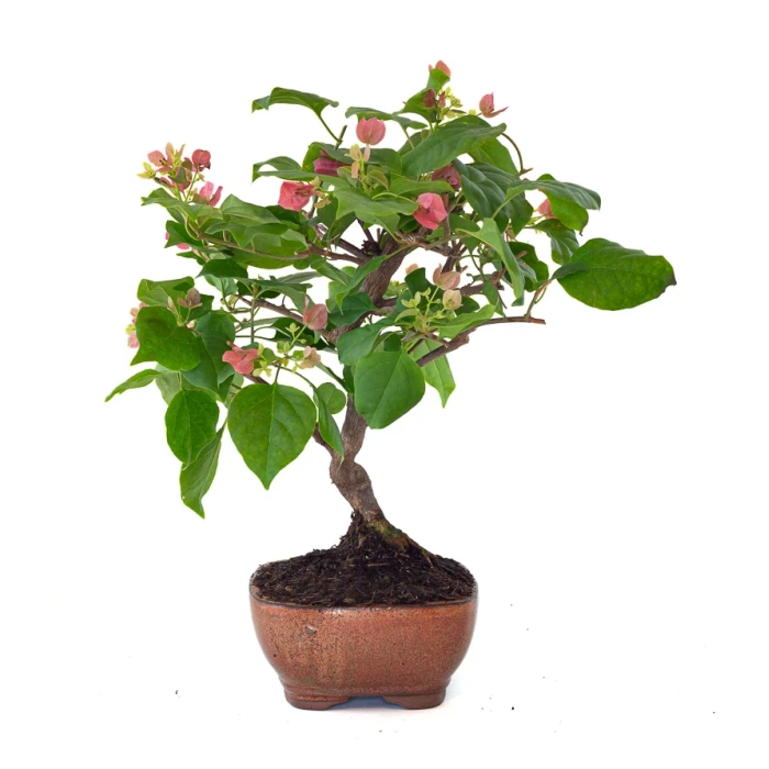 Achat Bonsai Bougainvillier Spectabilis 40 cm Sankaly Bonsai