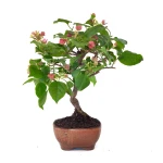 Achat Bonsai Bougainvillier Spectabilis 40 cm Sankaly Bonsai