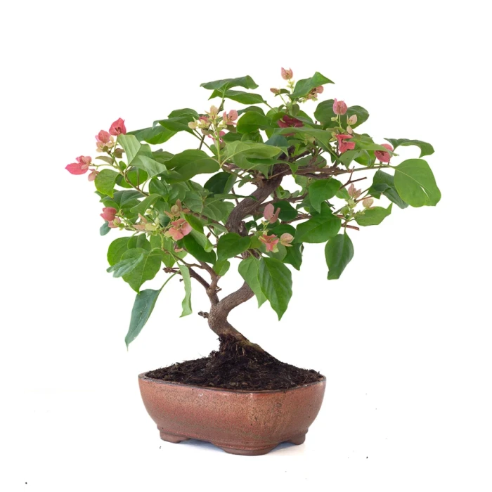 Vente Bonsai Bougainvillier Spectabilis 40 cm Sankaly Bonsai