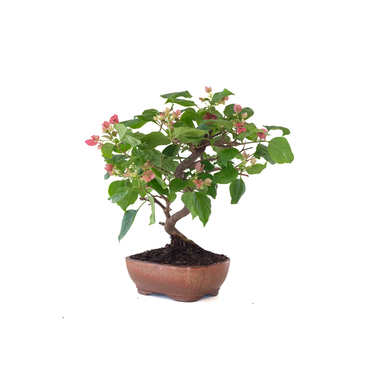 Vente Bonsai Bougainvillier Spectabilis 40 cm Sankaly Bonsai