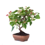 Vente Bonsai Bougainvillier Spectabilis 40 cm Sankaly Bonsai