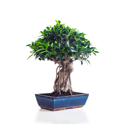 Acheter Bonsai Ficus Retusa 50 cm Sankaly Bonsai