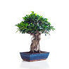 Acheter Bonsai Ficus Retusa 50 cm Sankaly Bonsai