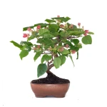 Acheter Bonsai Bougainvillier Spectabilis 40 cm Sankaly Bonsai