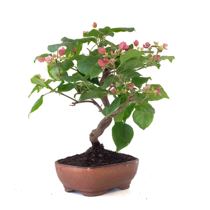 Vente en ligne Bonsai Bougainvillier Spectabilis 40 cm Sankaly Bonsai