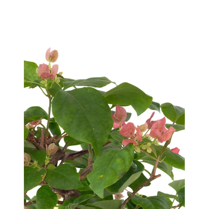 Acheter en ligne Bonsai Bougainvillier Spectabilis 40 cm Sankaly Bonsai
