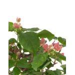 Acheter en ligne Bonsai Bougainvillier Spectabilis 40 cm Sankaly Bonsai