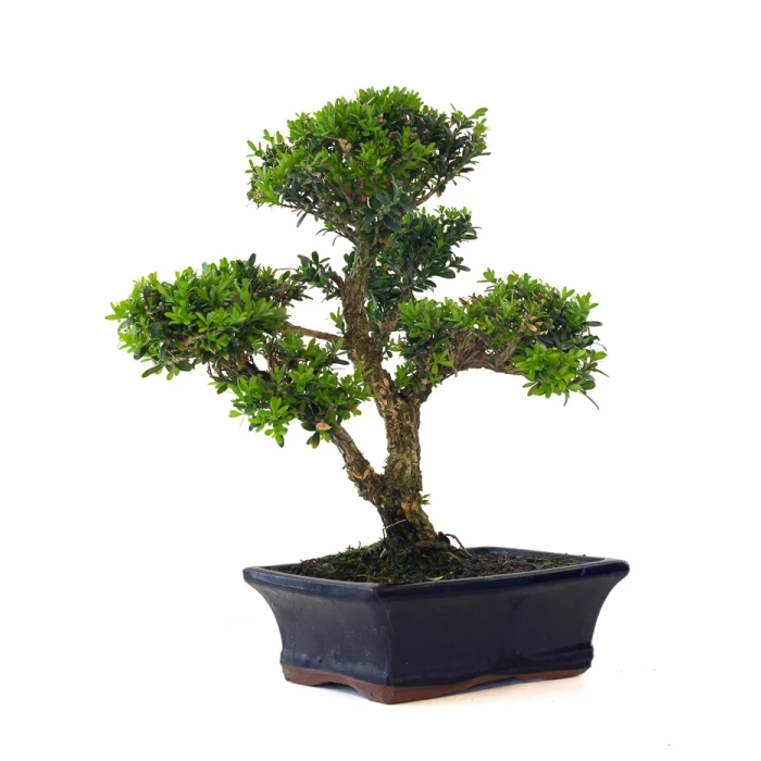 Achat Bonsai Buxus Harlandii 37 cm, Sankaly Bonsai BUX261001MB