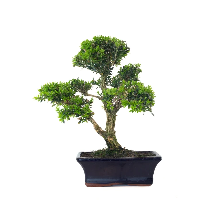 Vente Bonsai Buxus Harlandii 37 cm, Sankaly Bonsai BUX261001MB