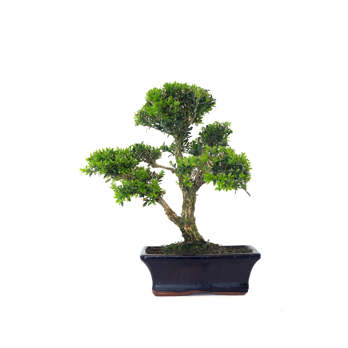 Vente Bonsai Buxus Harlandii 37 cm, Sankaly Bonsai BUX261001MB