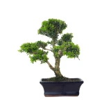 Vente Bonsai Buxus Harlandii 37 cm, Sankaly Bonsai BUX261001MB