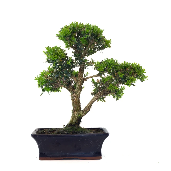 Acheter Bonsai Buxus Harlandii 37 cm, Sankaly Bonsai BUX261001MB
