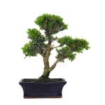 Acheter Bonsai Buxus Harlandii 37 cm, Sankaly Bonsai BUX261001MB