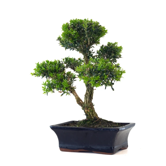 Vente en ligne Bonsai Buxus Harlandii 37 cm, Sankaly Bonsai BUX261001MB