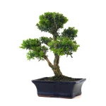 Vente en ligne Bonsai Buxus Harlandii 37 cm, Sankaly Bonsai BUX261001MB
