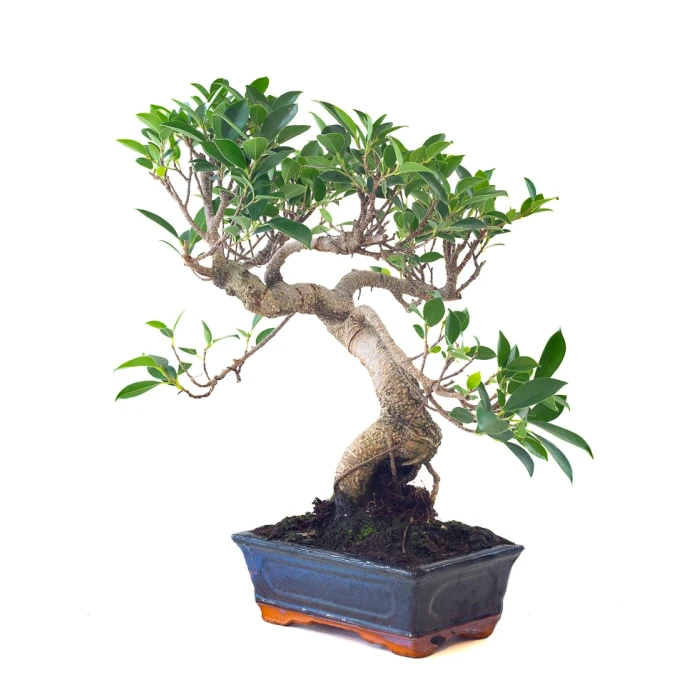 Vente Bonsai Ficus Retusa 42 cm Sankaly Bonsai FR261001MB