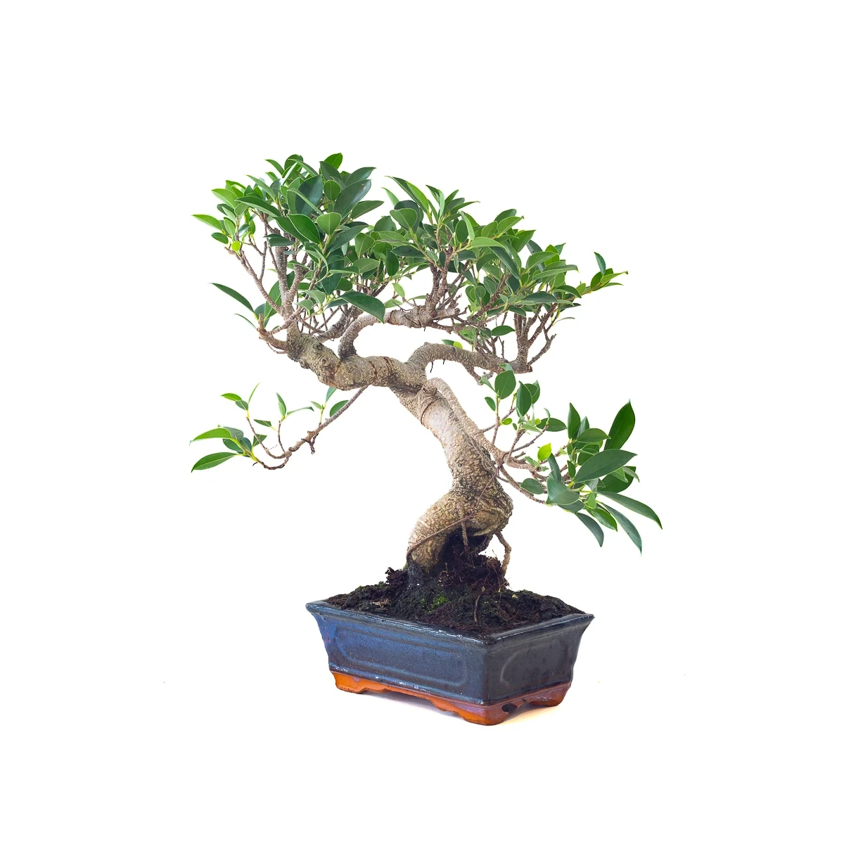 Vente Bonsai Ficus Retusa 42 cm Sankaly Bonsai FR261001MB