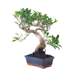 Vente Bonsai Ficus Retusa 42 cm Sankaly Bonsai FR261001MB