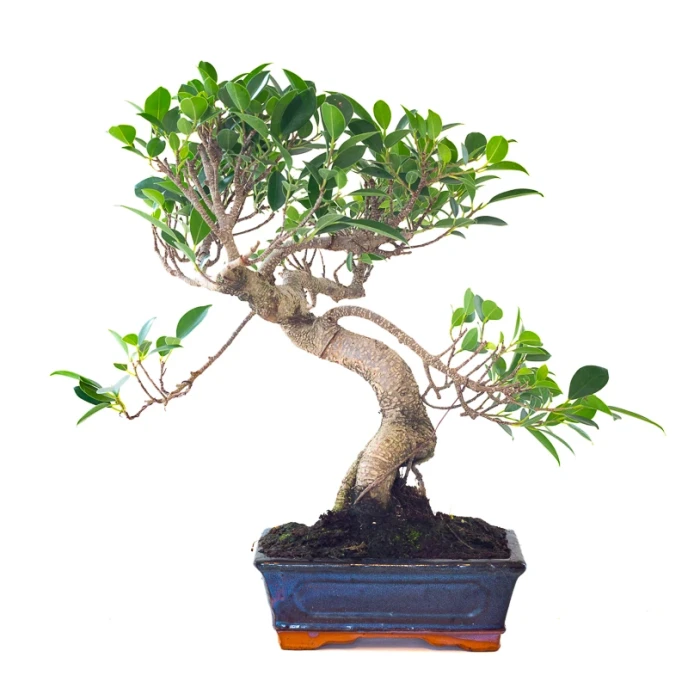 Acheter Bonsai Ficus Retusa 42 cm Sankaly Bonsai FR261001MB