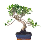 Acheter Bonsai Ficus Retusa 42 cm Sankaly Bonsai FR261001MB