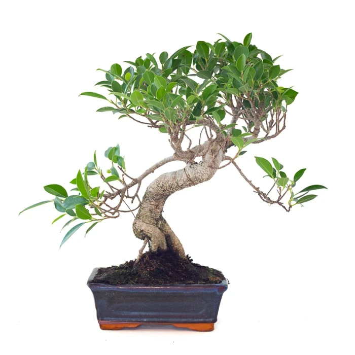 Vente en ligne Bonsai Ficus Retusa 42 cm Sankaly Bonsai FR261001MB