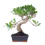 Vente en ligne Bonsai Ficus Retusa 42 cm Sankaly Bonsai FR261001MB